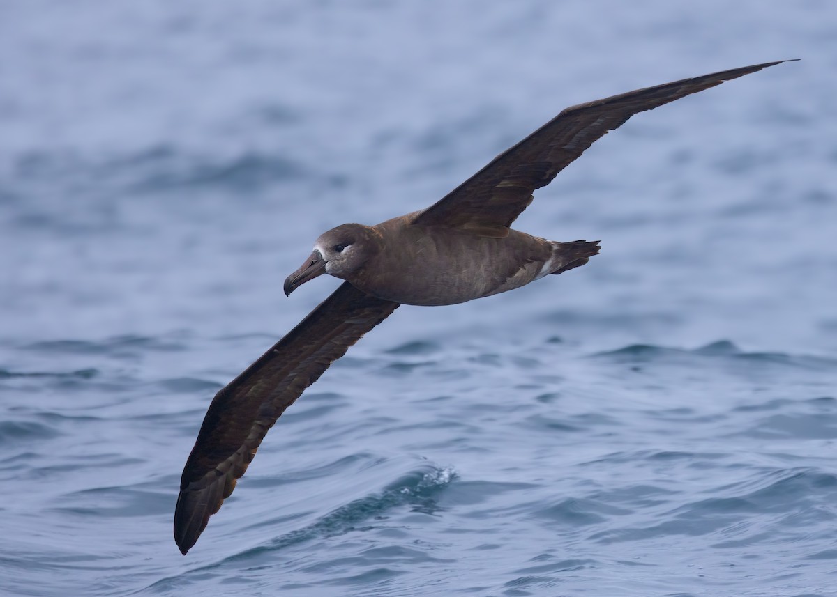 Black-footed Albatross - ML642847644