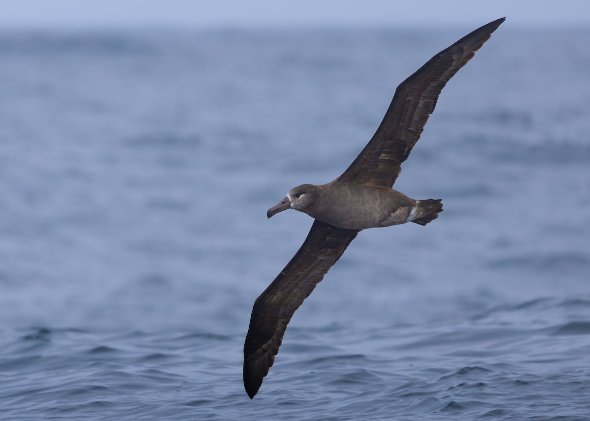 Black-footed Albatross - ML642847650
