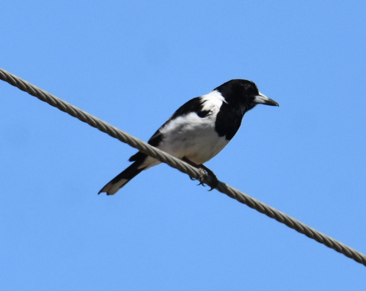 Pied Butcherbird - ML642847651