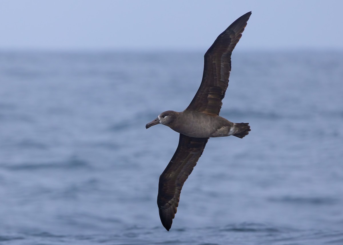 Black-footed Albatross - ML642847652