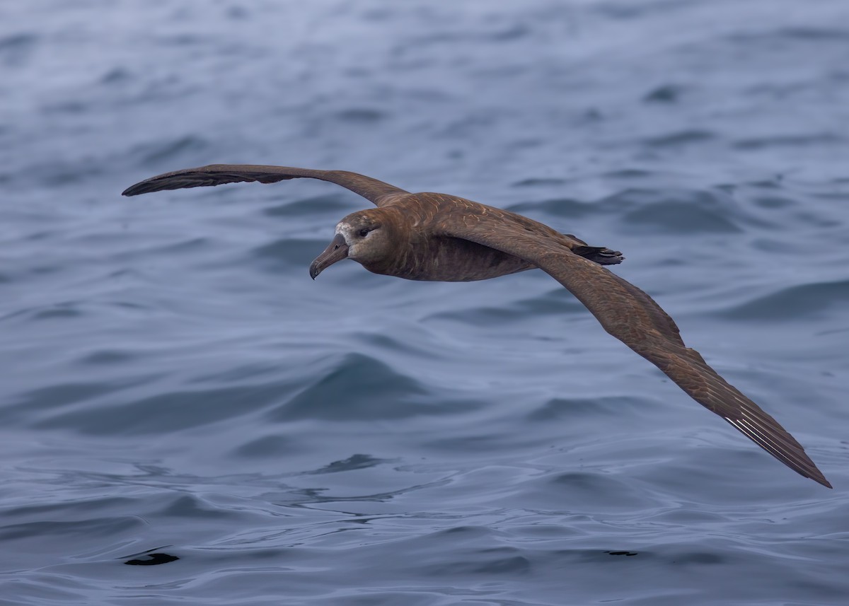 Black-footed Albatross - ML642847653