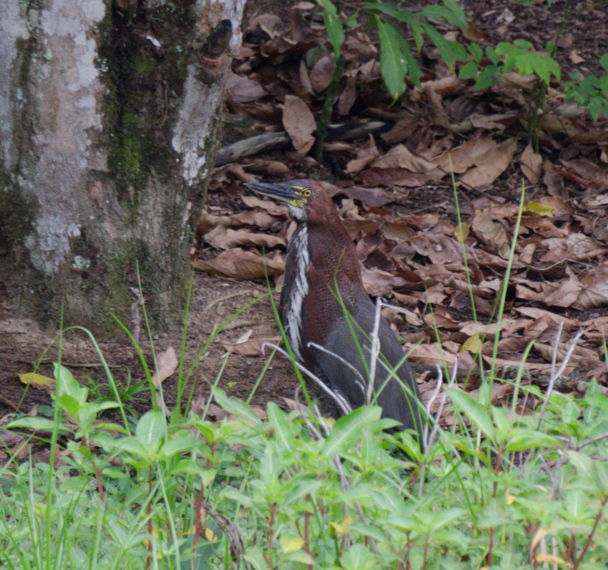 Rufescent Tiger-Heron - ML642847654