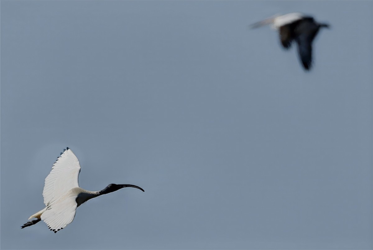 Australian Ibis - ML642847661