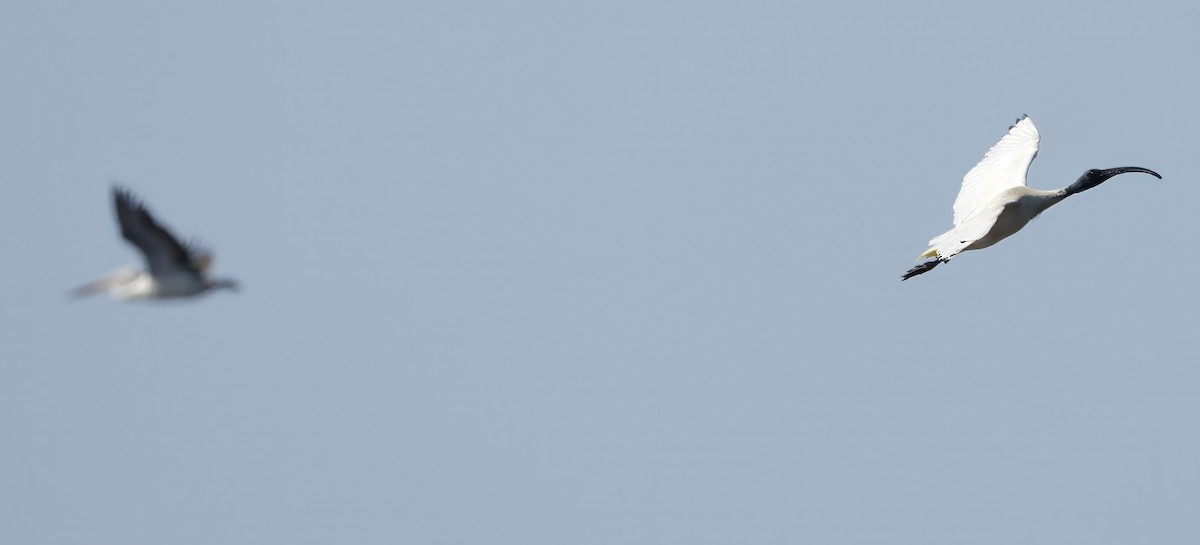 Australian Ibis - ML642847662
