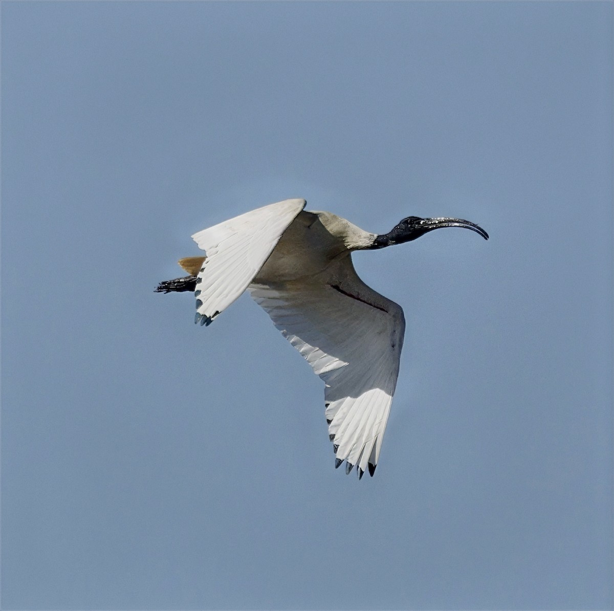 Australian Ibis - ML642847663