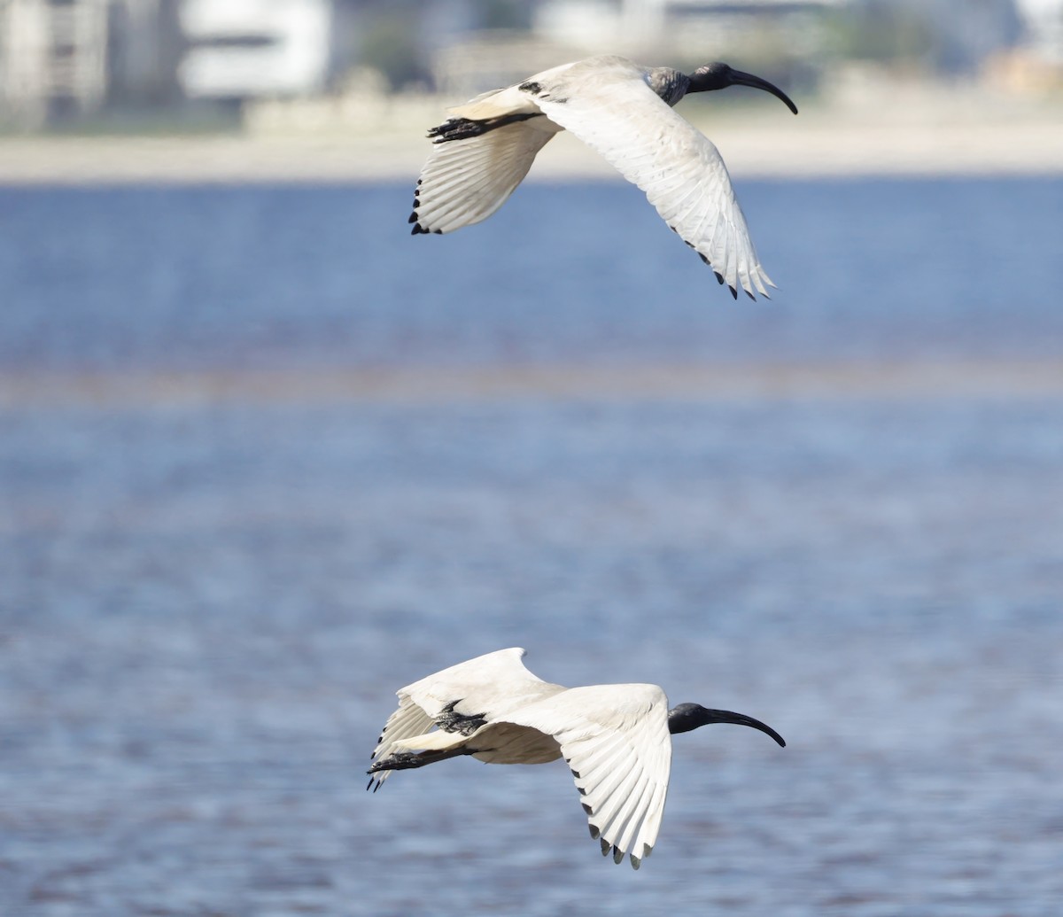 Australian Ibis - ML642847664