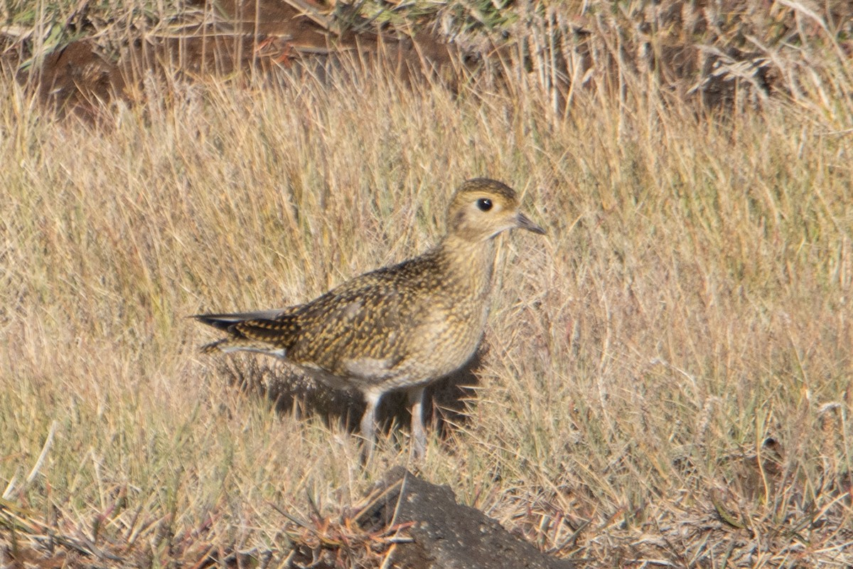 European Golden-Plover - ML642847672