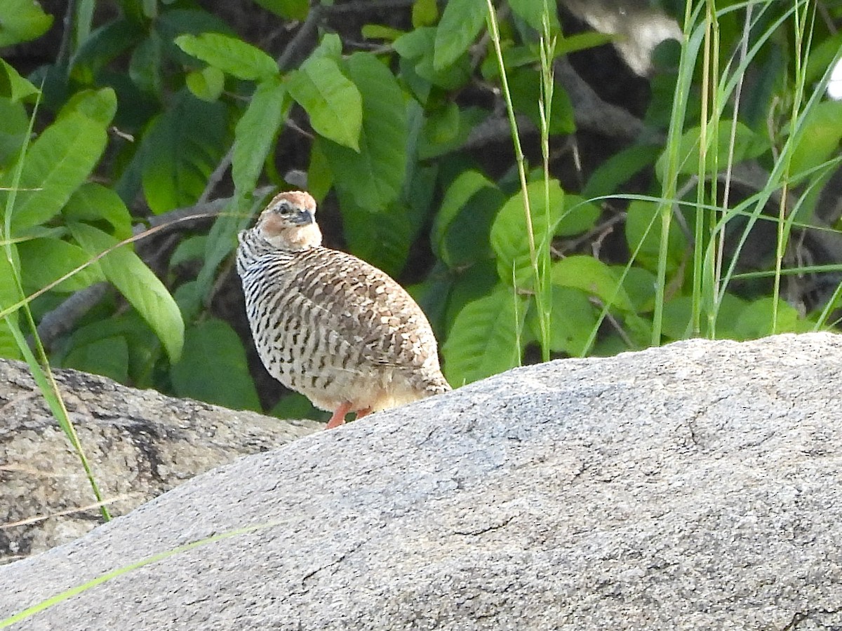 Rock Bush-Quail - ML642847697
