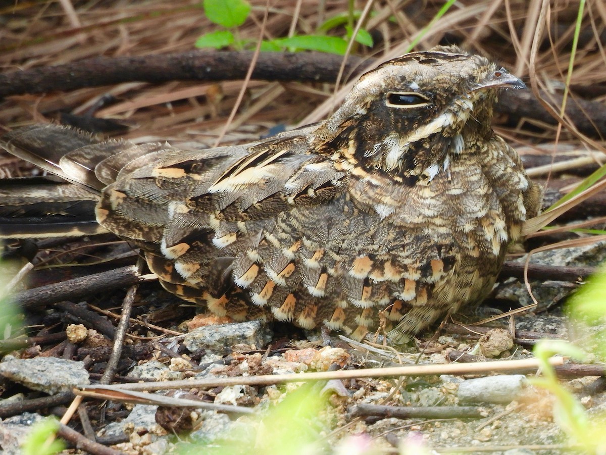 Indian Nightjar - ML642847702