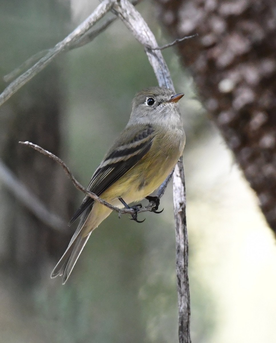 Hammond's Flycatcher - ML642847705