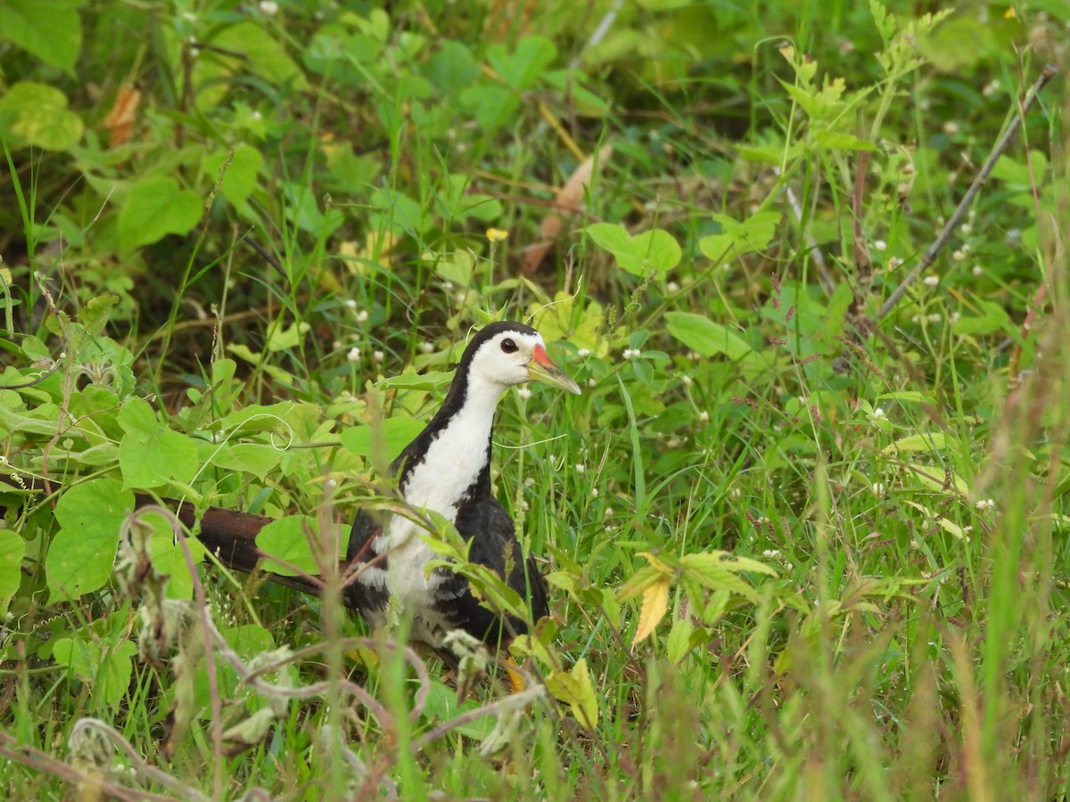 White-breasted Waterhen - ML642847706