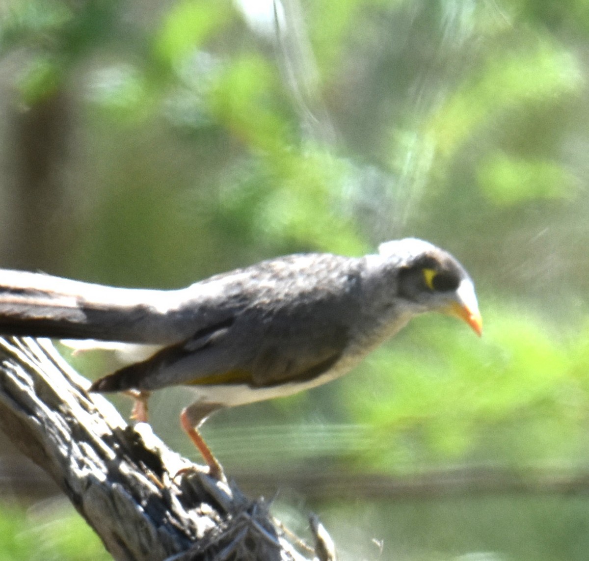 Noisy Miner - ML642847708