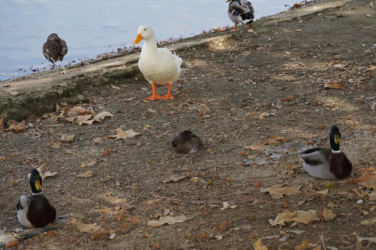 Canard mandarin - ML642847715