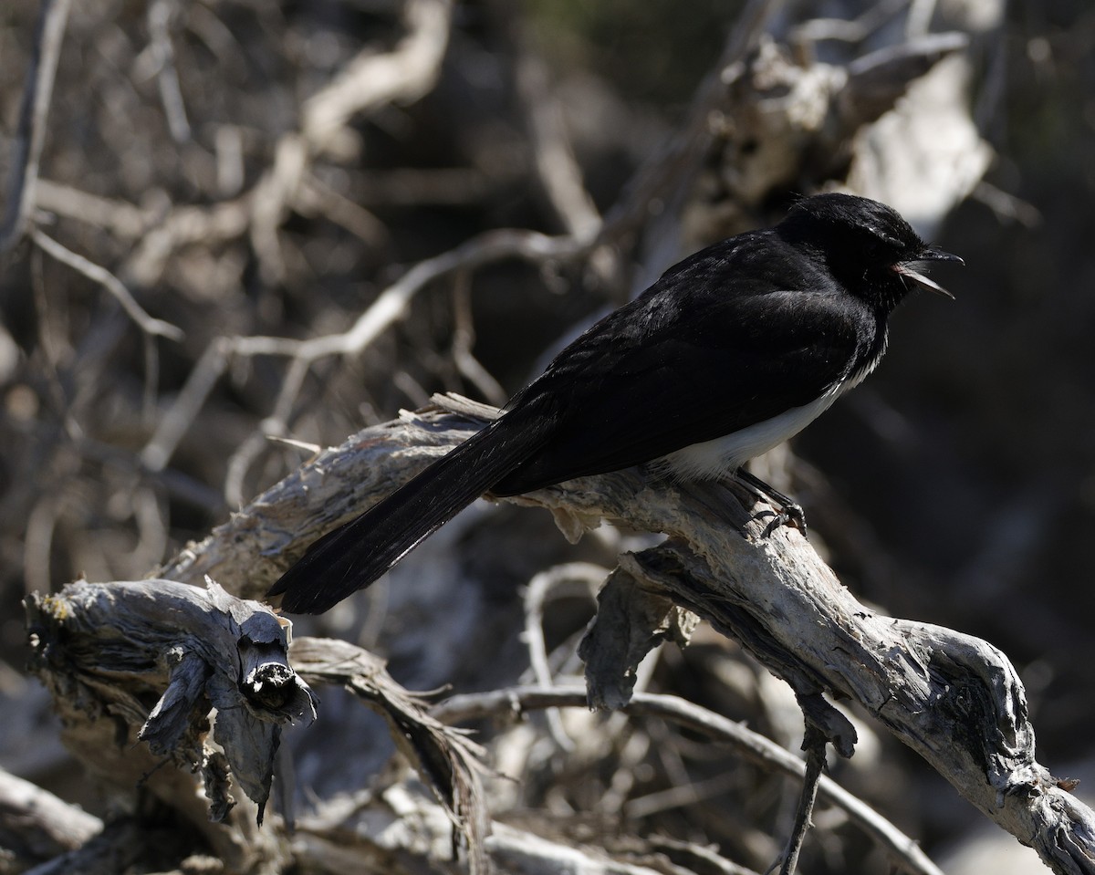 Rhipidure hochequeue - ML642847718
