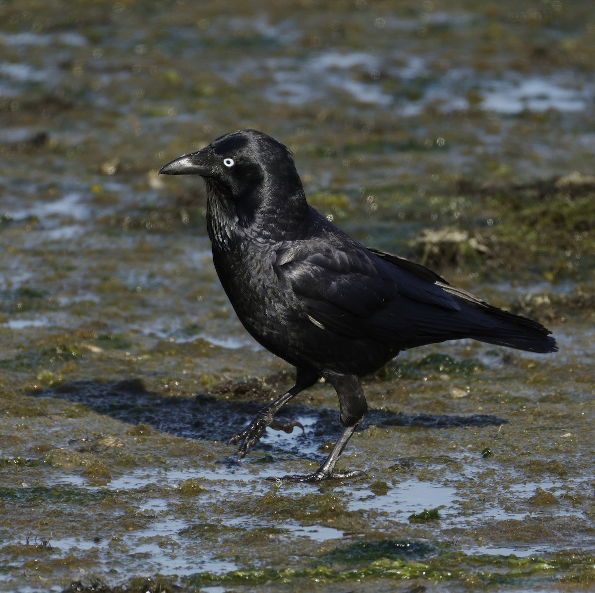 Corbeau d'Australie - ML642847725