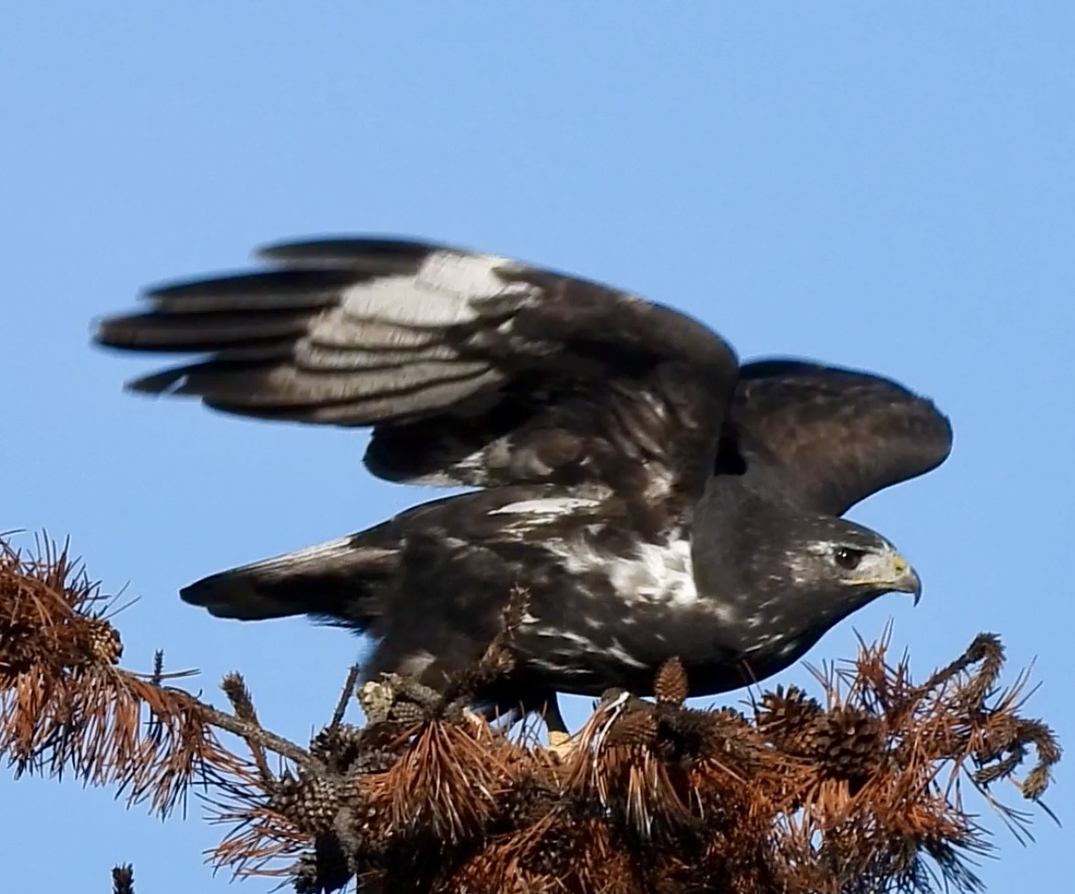 Red-tailed Hawk (Harlan's) - ML642847726