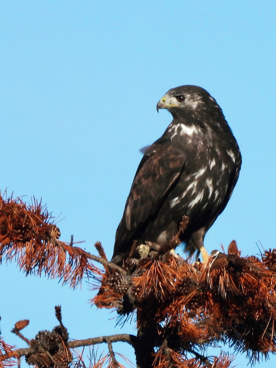 Red-tailed Hawk (Harlan's) - ML642847727