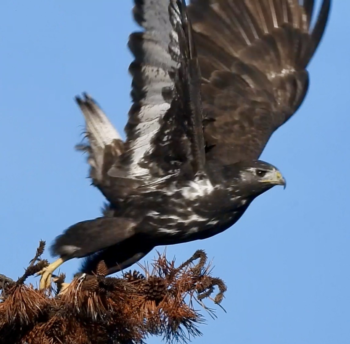 Red-tailed Hawk (Harlan's) - ML642847728