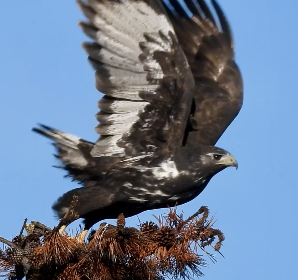 Red-tailed Hawk (Harlan's) - ML642847729