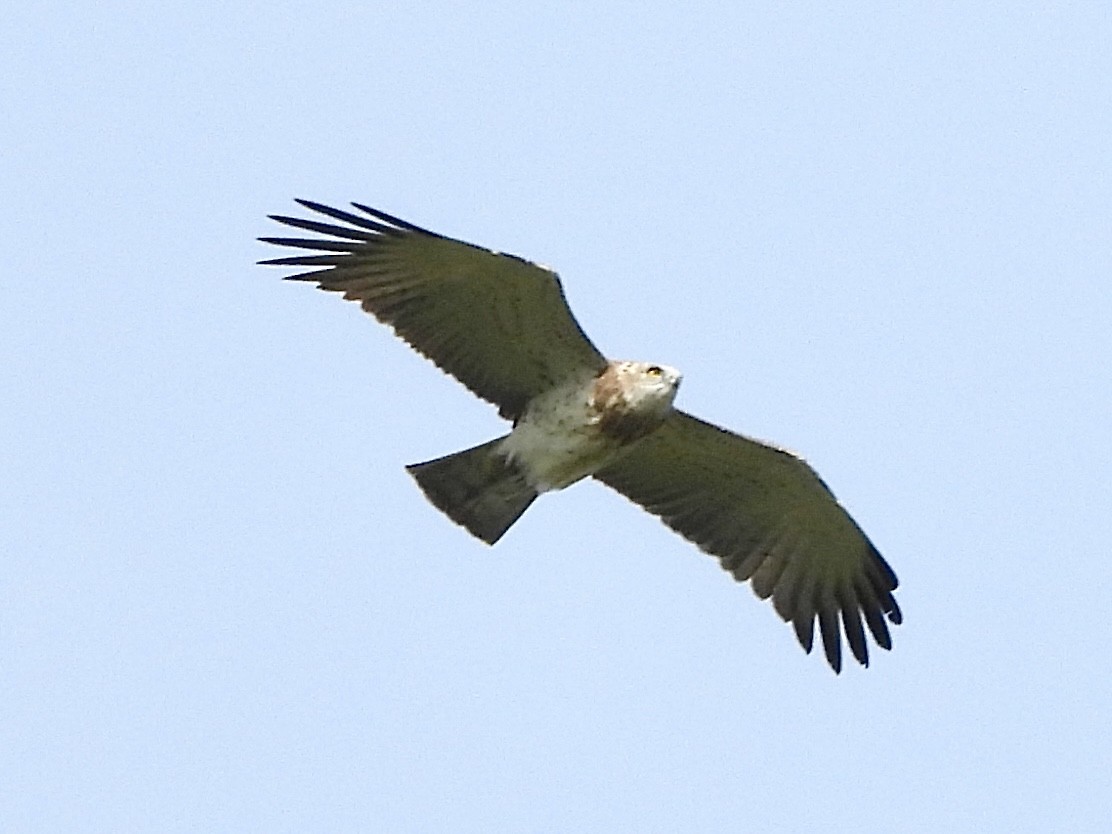 Circaète Jean-le-Blanc - ML642847730