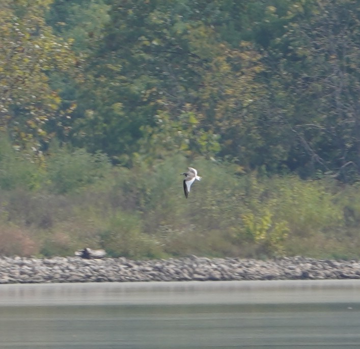 Sabine's Gull - ML642847732