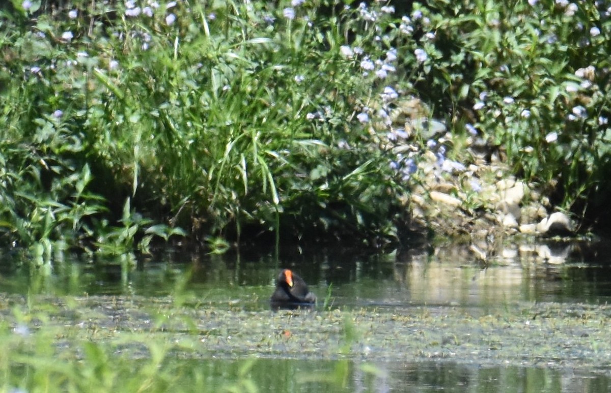 Gallinule sombre - ML642847738