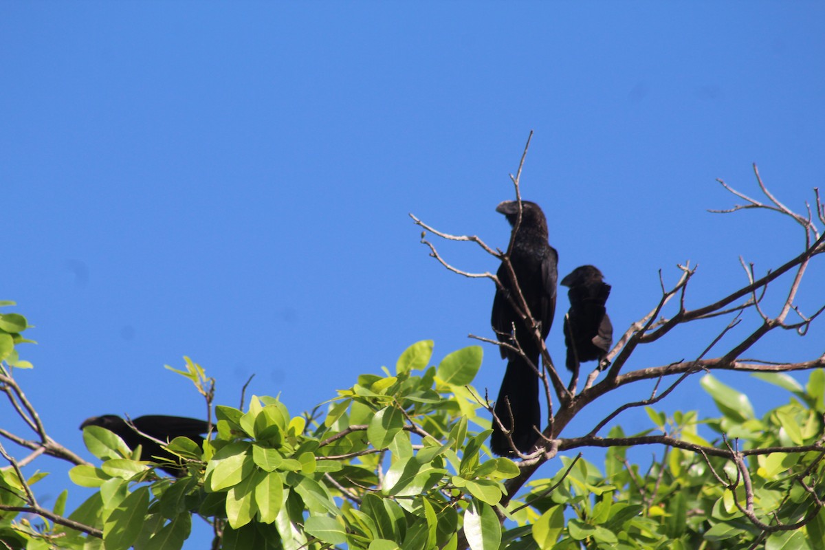 Smooth-billed Ani - ML642847742