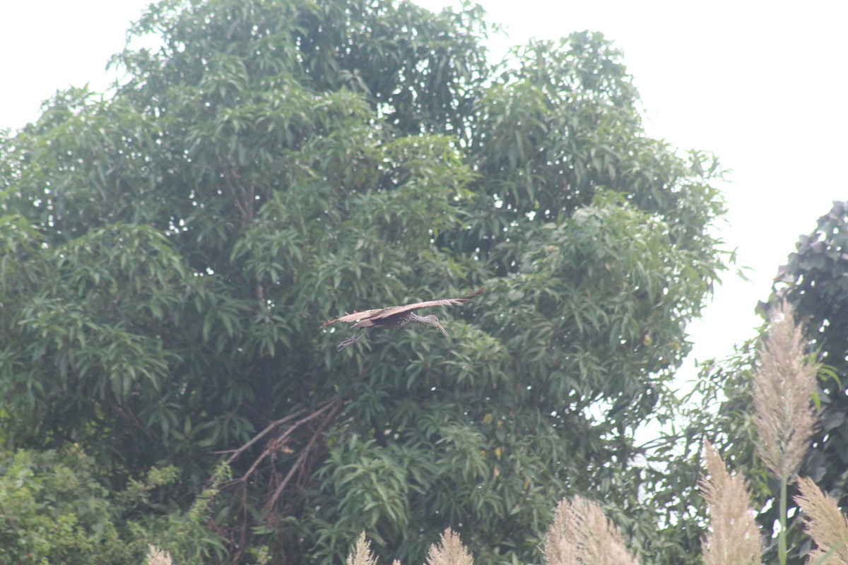 Limpkin - ML642847743