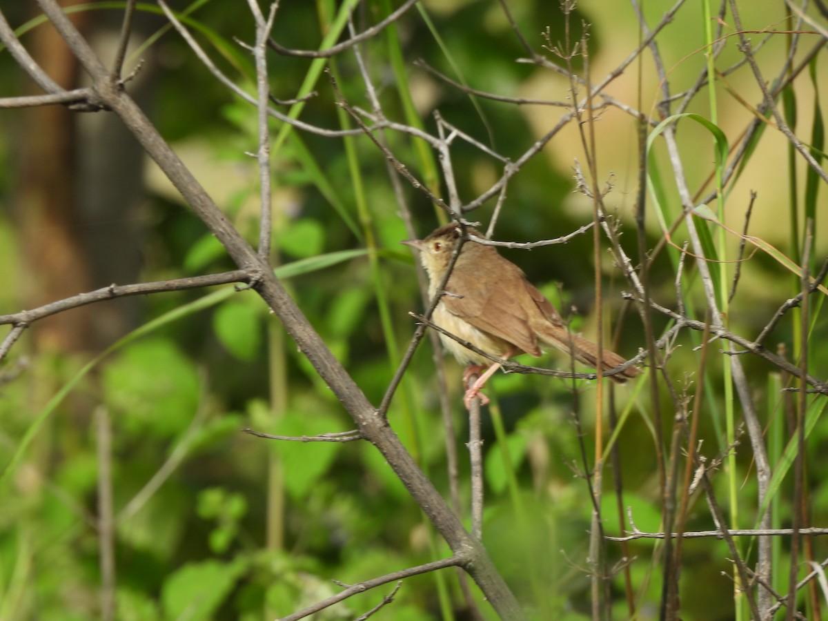 Jungle Prinia - ML642847749