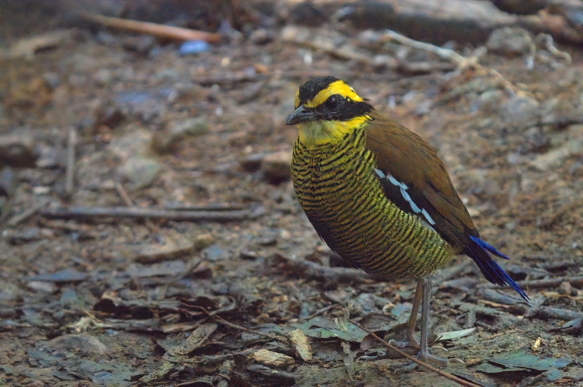 Bornean Banded-Pitta - ML642847751