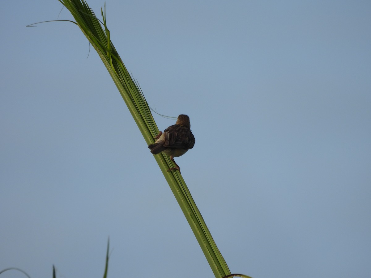 Baya Weaver - ML642847774