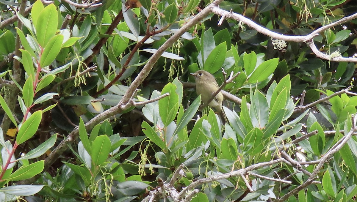 Hutton's Vireo - ML642847780