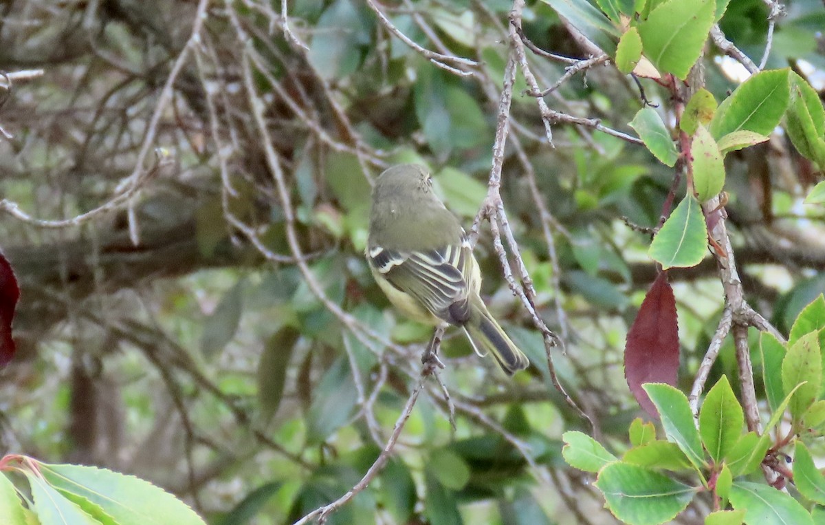 Hutton's Vireo - ML642847782