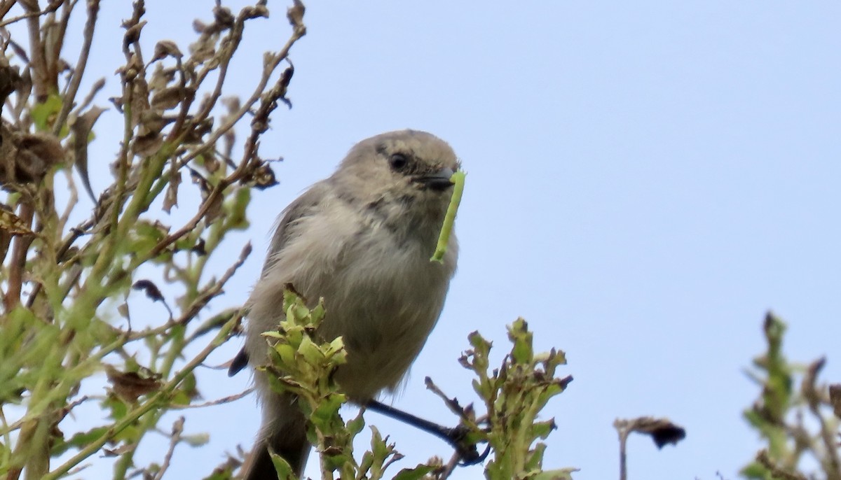 Bushtit - ML642847784