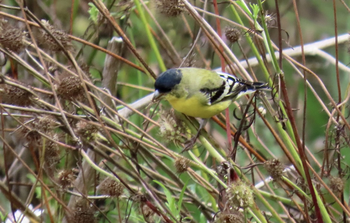 Lesser Goldfinch - ML642847786
