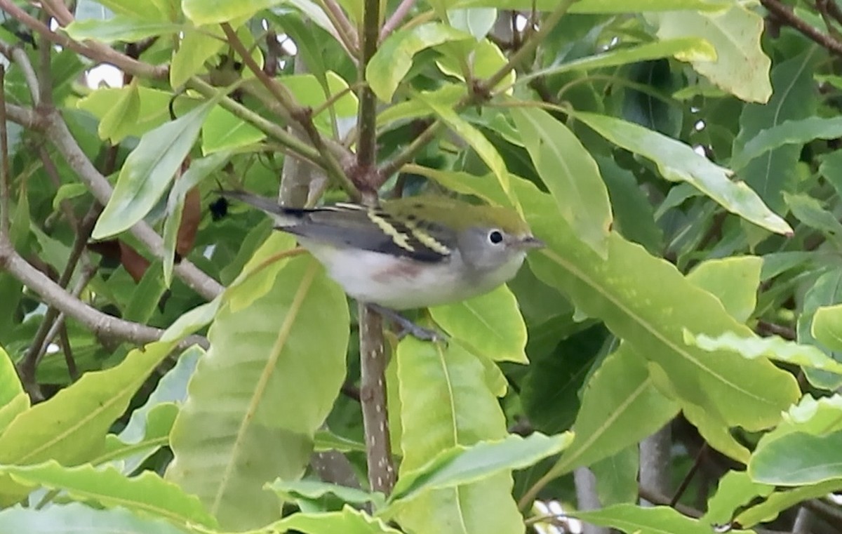 brunsideparula - ML642847787