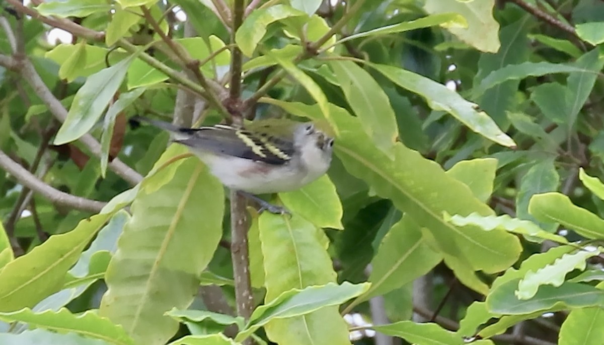 brunsideparula - ML642847789