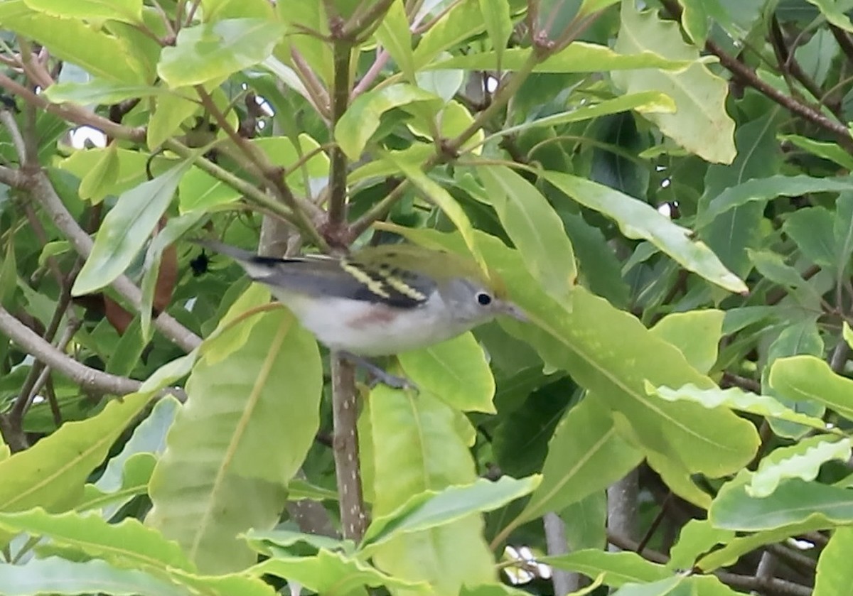 brunsideparula - ML642847790