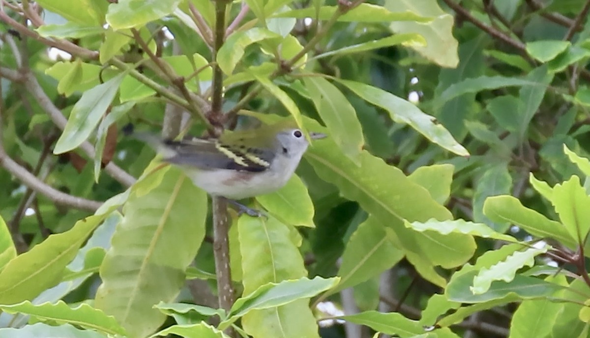 brunsideparula - ML642847791