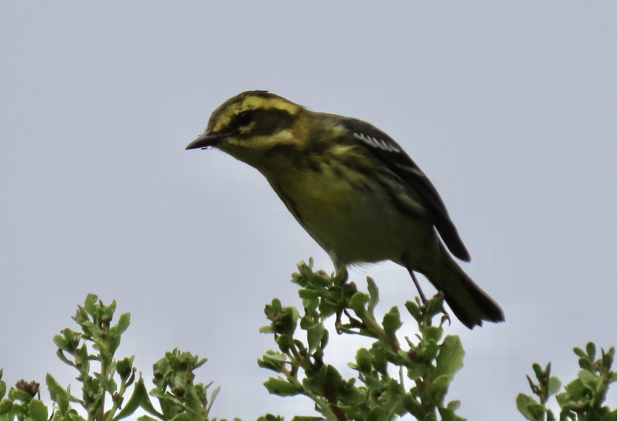 Townsend's Warbler - ML642847792