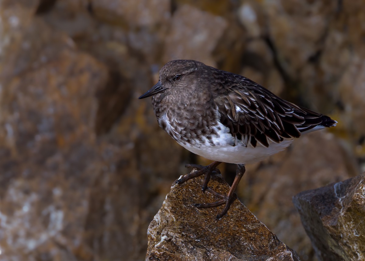Black Turnstone - ML642847796