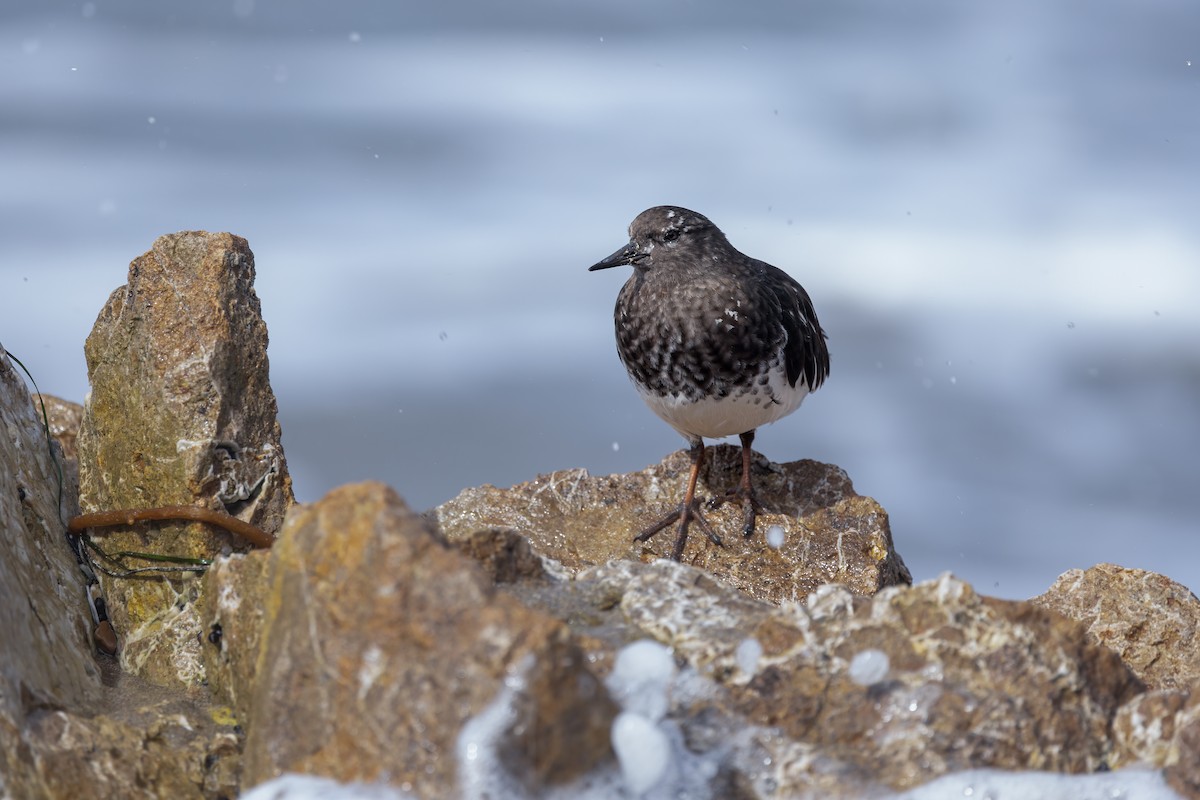 Black Turnstone - ML642847797
