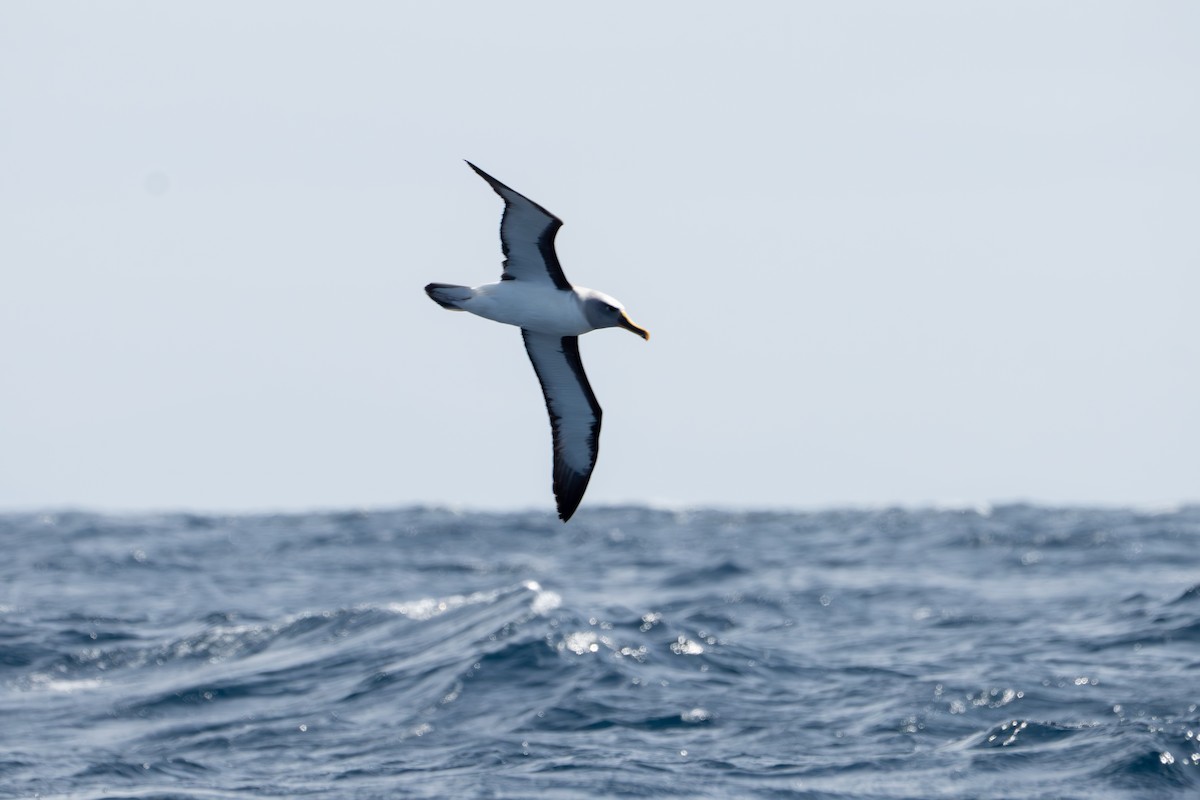 Buller's Albatross - ML642847800