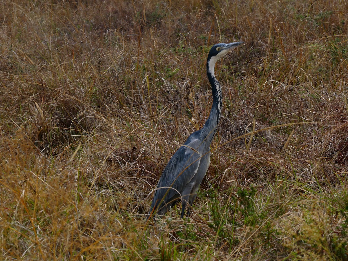 Garza Cabecinegra - ML642847833