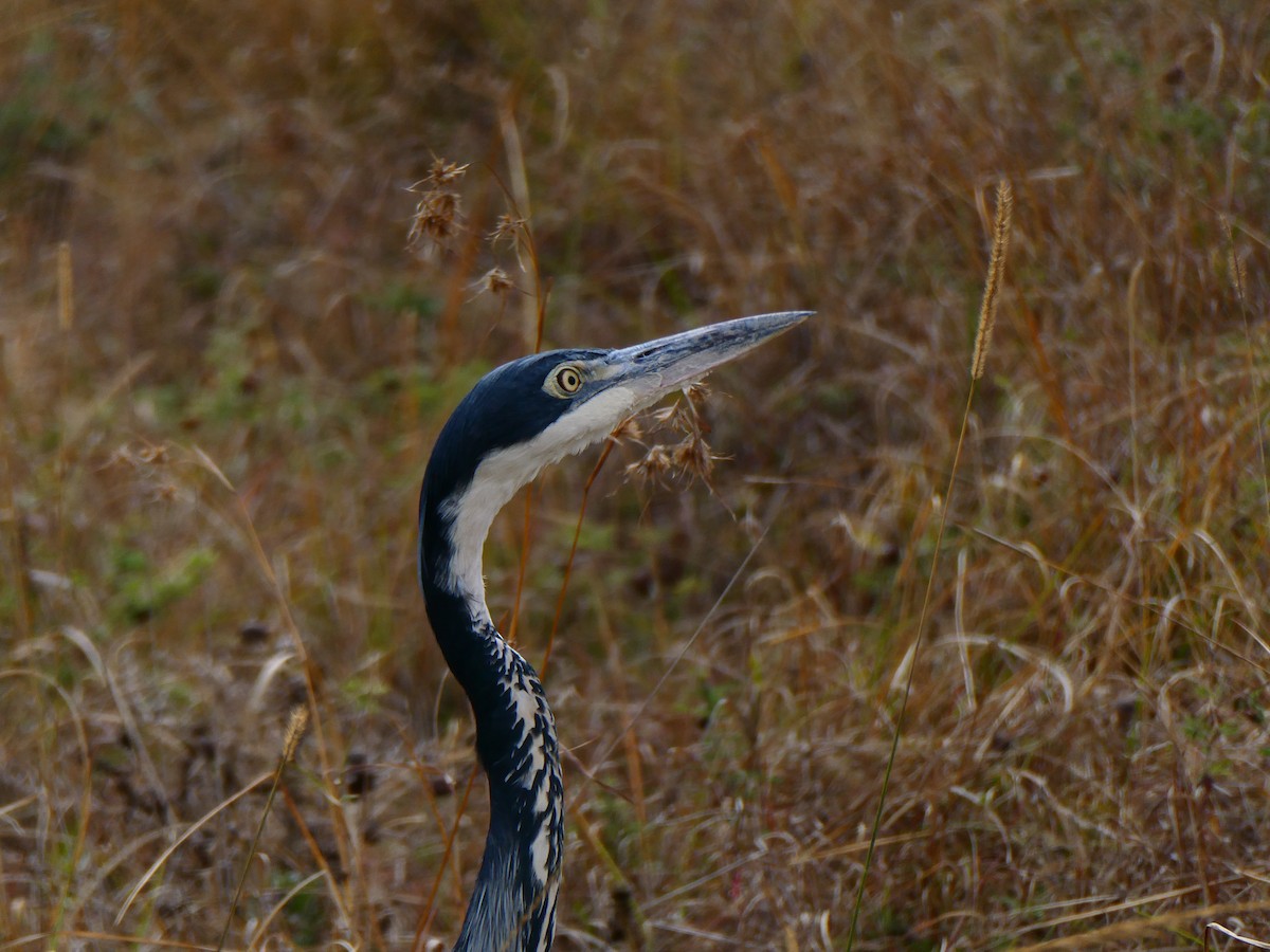 Garza Cabecinegra - ML642847834