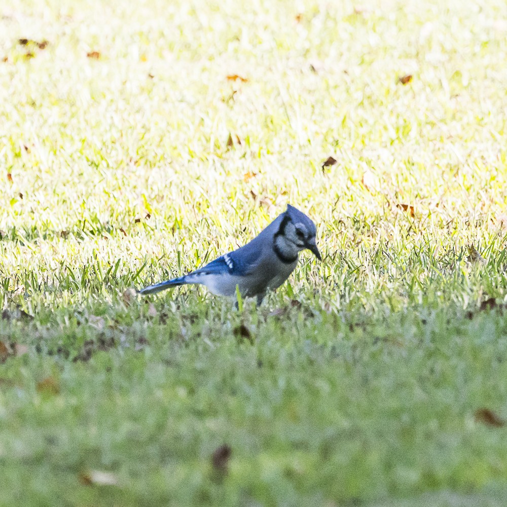 Chara Azul - ML642847836