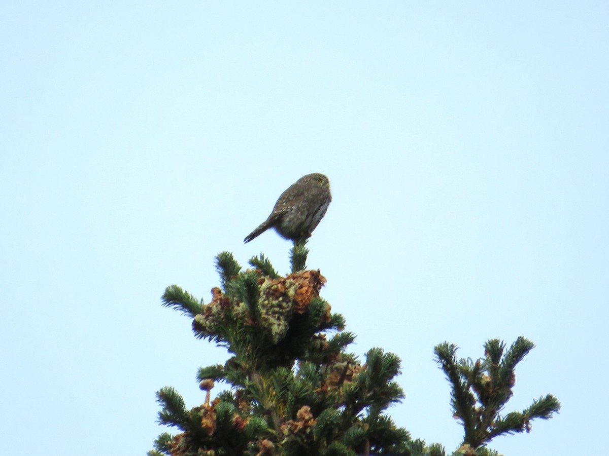 Northern Pygmy-Owl - ML642847850