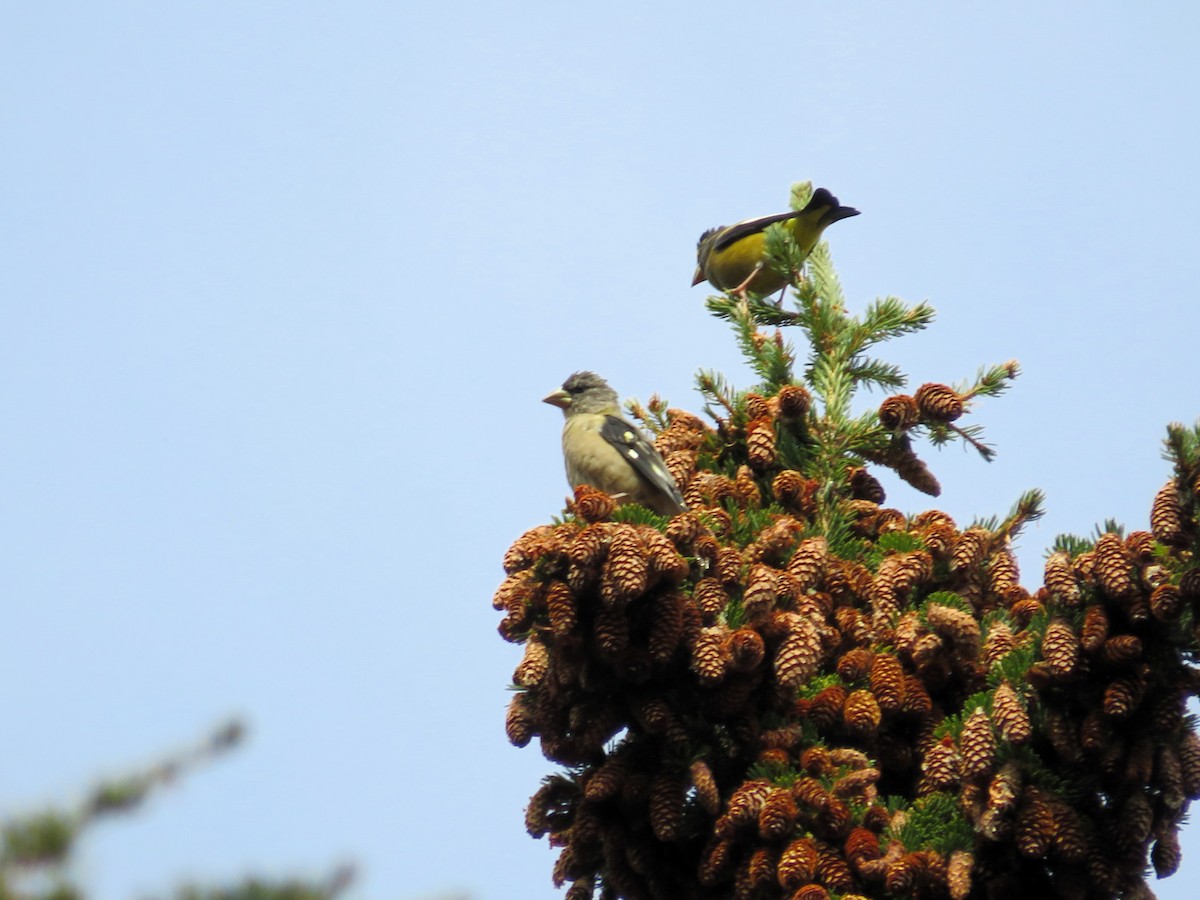 Evening Grosbeak - ML642847855
