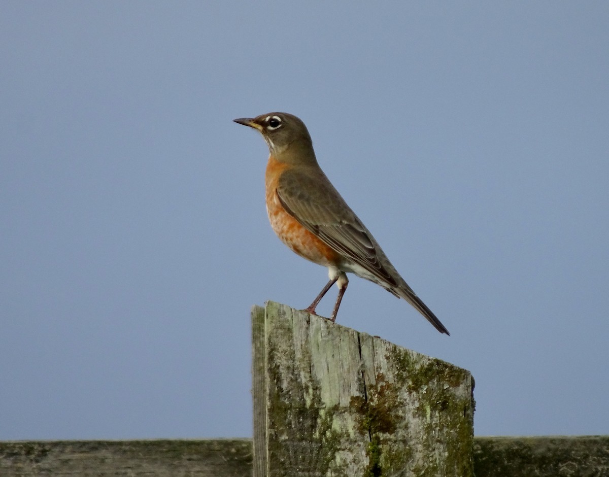 Zozo papargorria - ML642847859