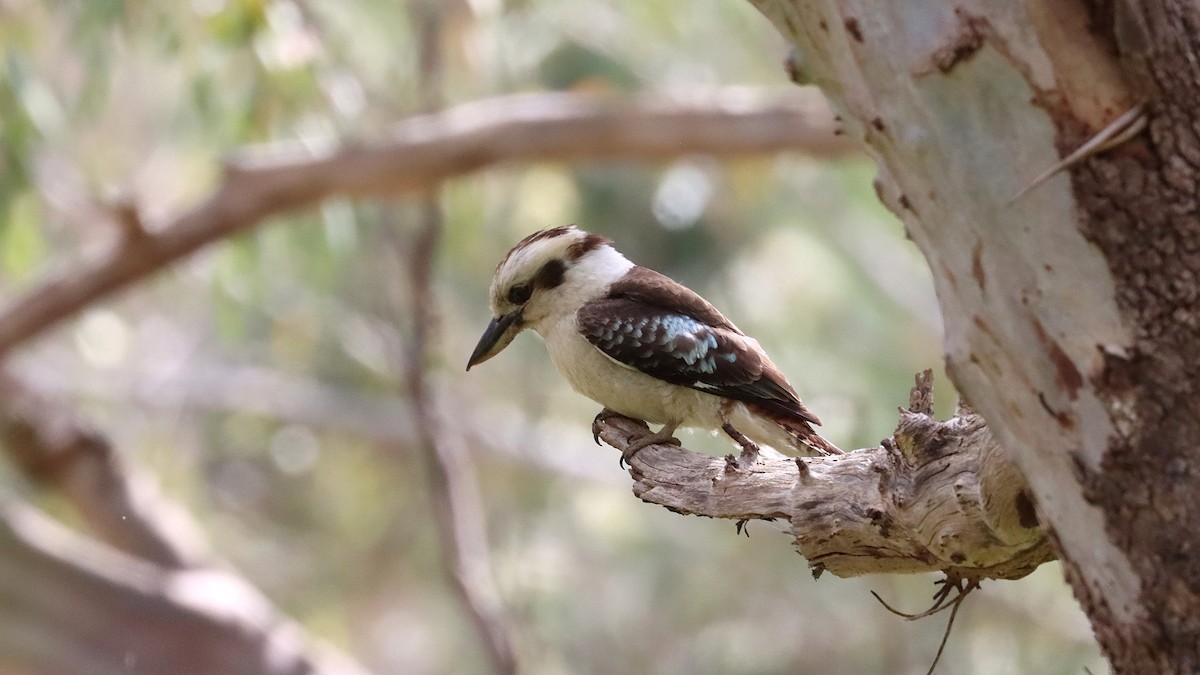 Laughing Kookaburra - ML642847879